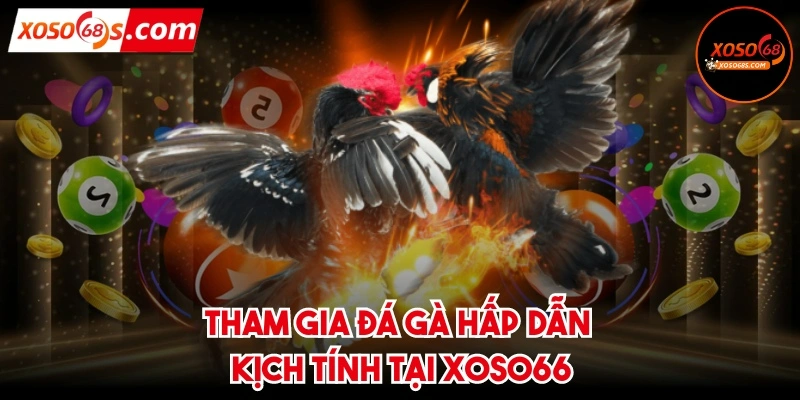 Tham gia đá gà hấp dẫn, kịch tính tại XOSO66