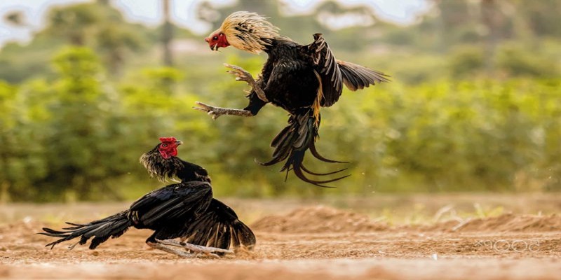 Cơ hội giành chiến thắng lớn hơn khi đá gà